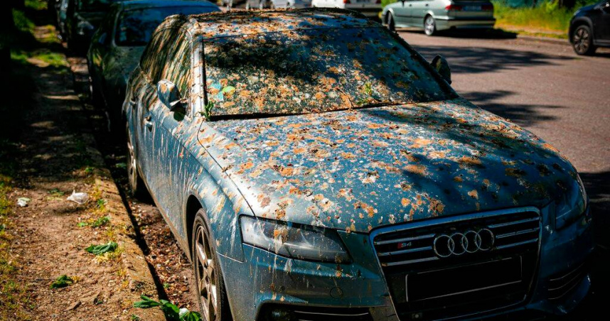 你的車是鳥最愛「解放」的對象？鳥兒空襲名單曝光　車主崩潰：一天三次中鳥屎