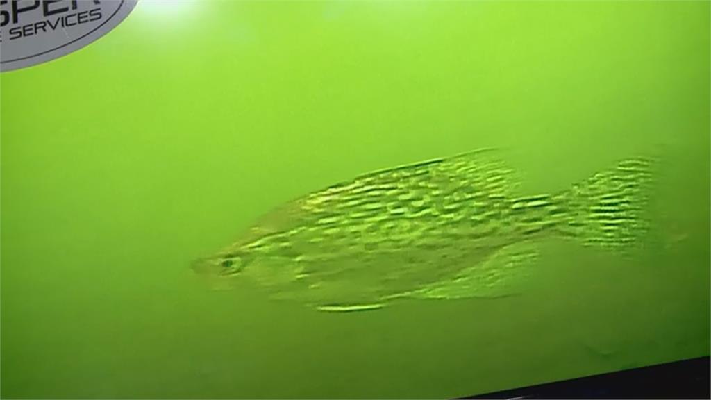 聲納科技釣魚保證釣得到　引發生態隱憂