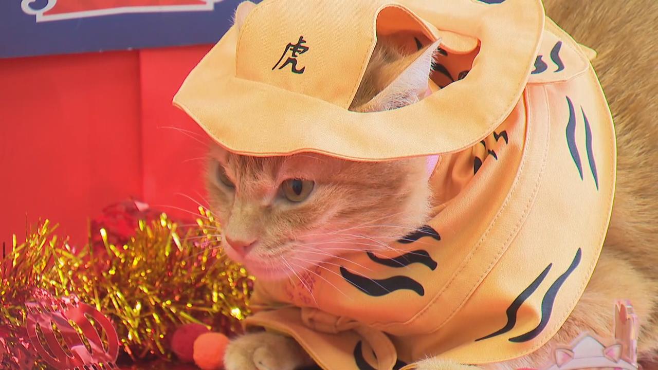 快新聞／好可愛！高捷、北港朝天宮跨界合作　貓站長蜜柑穿虎爺戰袍畫面曝