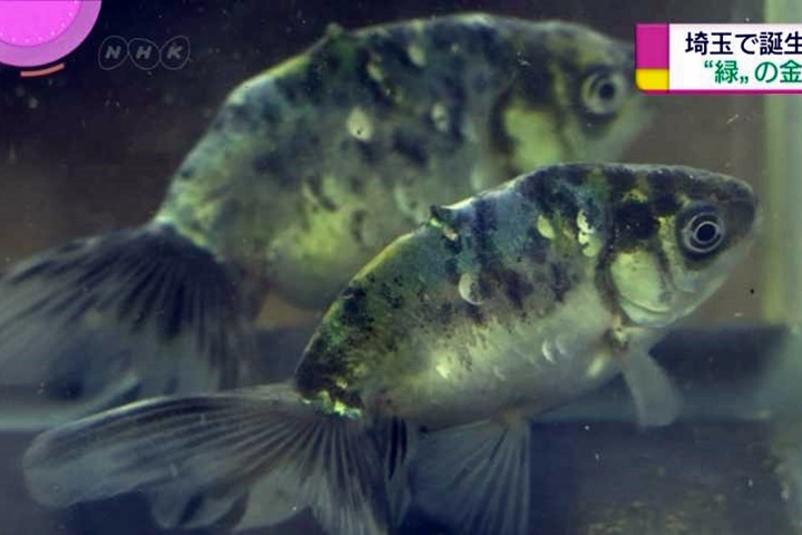 耗費45年歲月 日本97歲翁培育綠色金魚