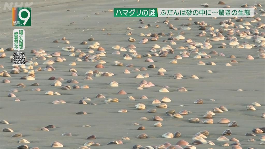 日本九十九里濱文蛤爆量「綿延10公里」！專家：因海水溫度異常