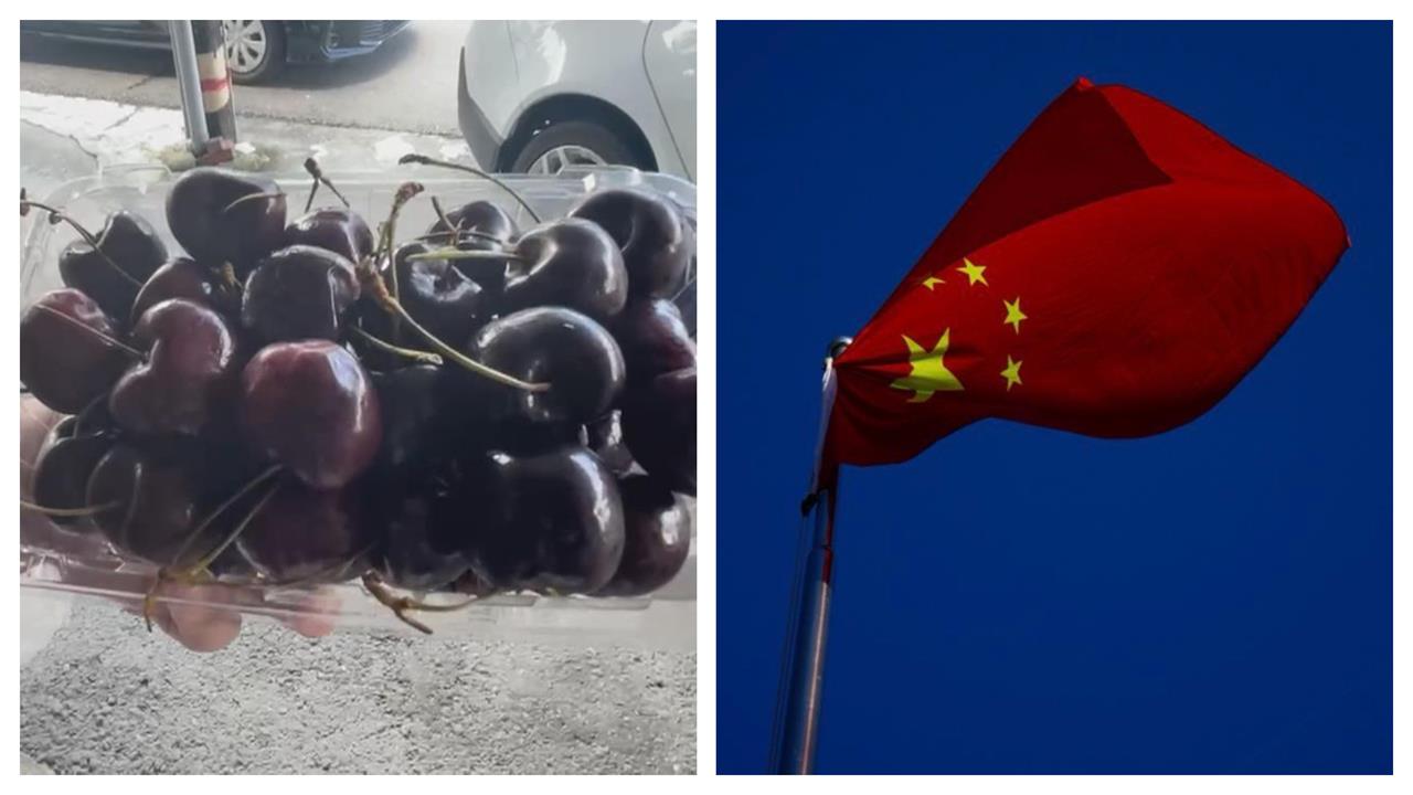 拒盲目依賴中國！智利櫻桃大砍30%出口量　「內耗內幕曝光」轉移4大市場