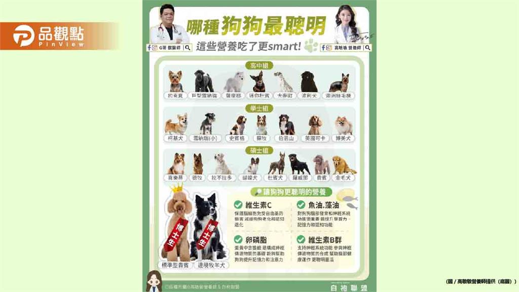 狗狗是人類最忠實的夥伴 但你會不會好奇不同品種的狗誰更聰明呢？
