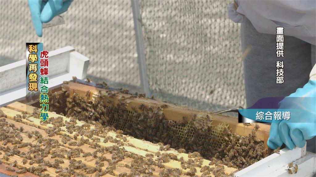 蜜蜂築巢藏細節 建築工法結合熱力學