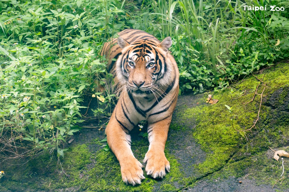 快新聞／全球合作！台北動物園馬來虎　今成功飛抵新加坡「相親」