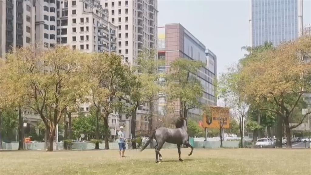 公園散步壓「馬」路！ 台中七期公園驚見遛馬