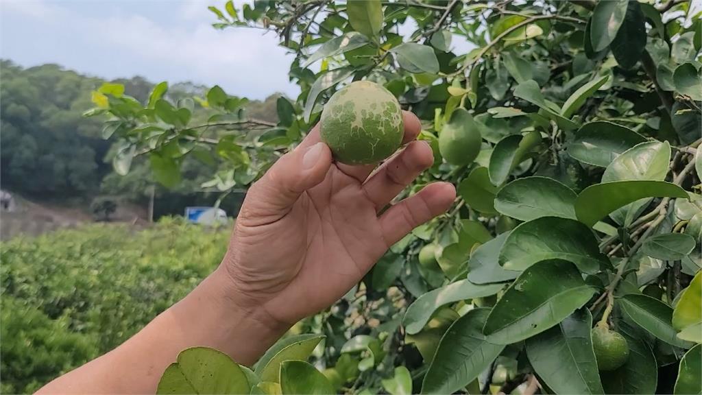 結果期遇最強春雨　苗栗文旦柚落果超過8成　農：50年來頭一次