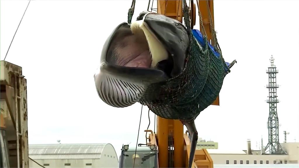 <em>日本</em>擬擴大商業捕鯨名單　大型「長鬚鯨」將被納入