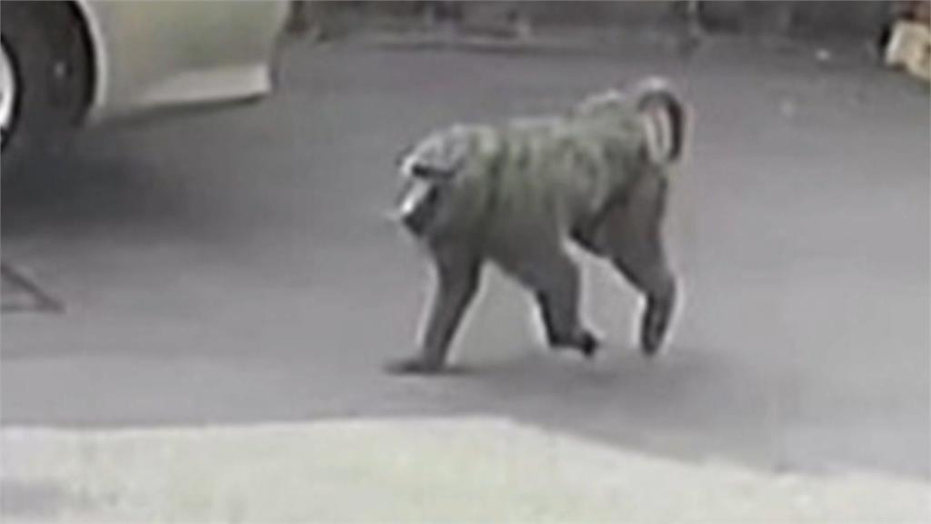 「狒」盡心思抓不到！　脫逃狒狒現蹤新屋橋下「又跑了」