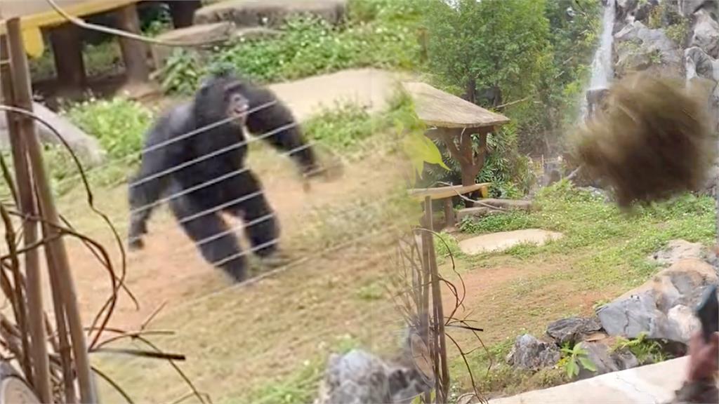 猿聲啼不住！廣西動物園遊客狂模仿猩叫　「丟那猩」被激怒投彈回擊
