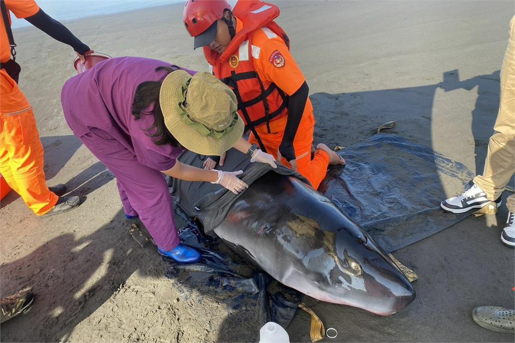 快新聞／宜蘭蘇澳1小抹香鯨擱淺遭安樂死　海巡署提醒「4不3要」助救援