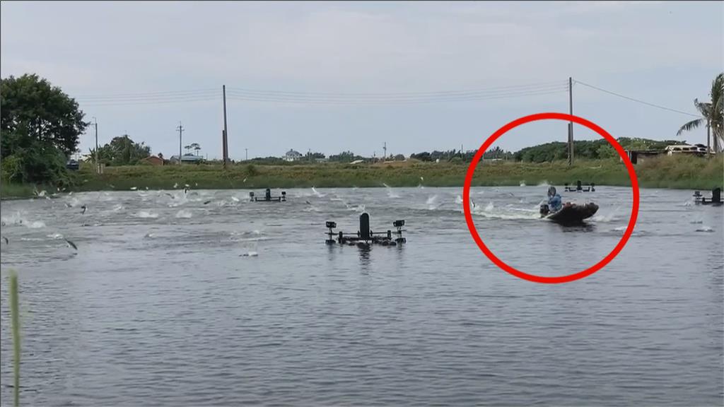 捕魚也要戴安全帽！？　漁民自製安全帽防止虱目魚衝撞
