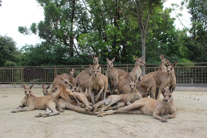 日本動物園「偶像級袋鼠」登場！合照「激似韓團」 網驚：超有氣勢！