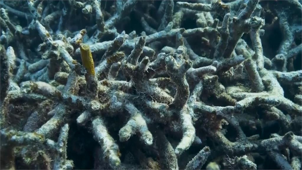 全球珊瑚歷經第四波大規模白化　專家：珊瑚礁恐在本世紀末徹底消失