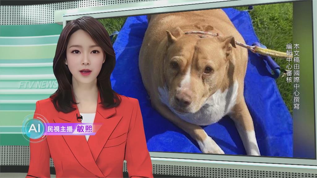 敏熙報氣象／紐西蘭狗狗胖到53KG　女主人不當飼養被判刑2個月