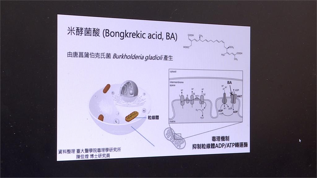 米酵菌酸從國外移入台灣？　追查來源盼防堵擴散