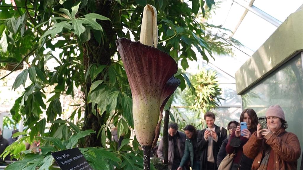 「屍花」於紐約植物園盛開　開花期短暫吸民眾一睹風采