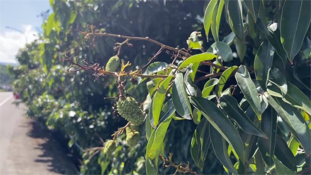 3月低溫導致雲林荔枝收成僅5成　農民可向農業部申請補助