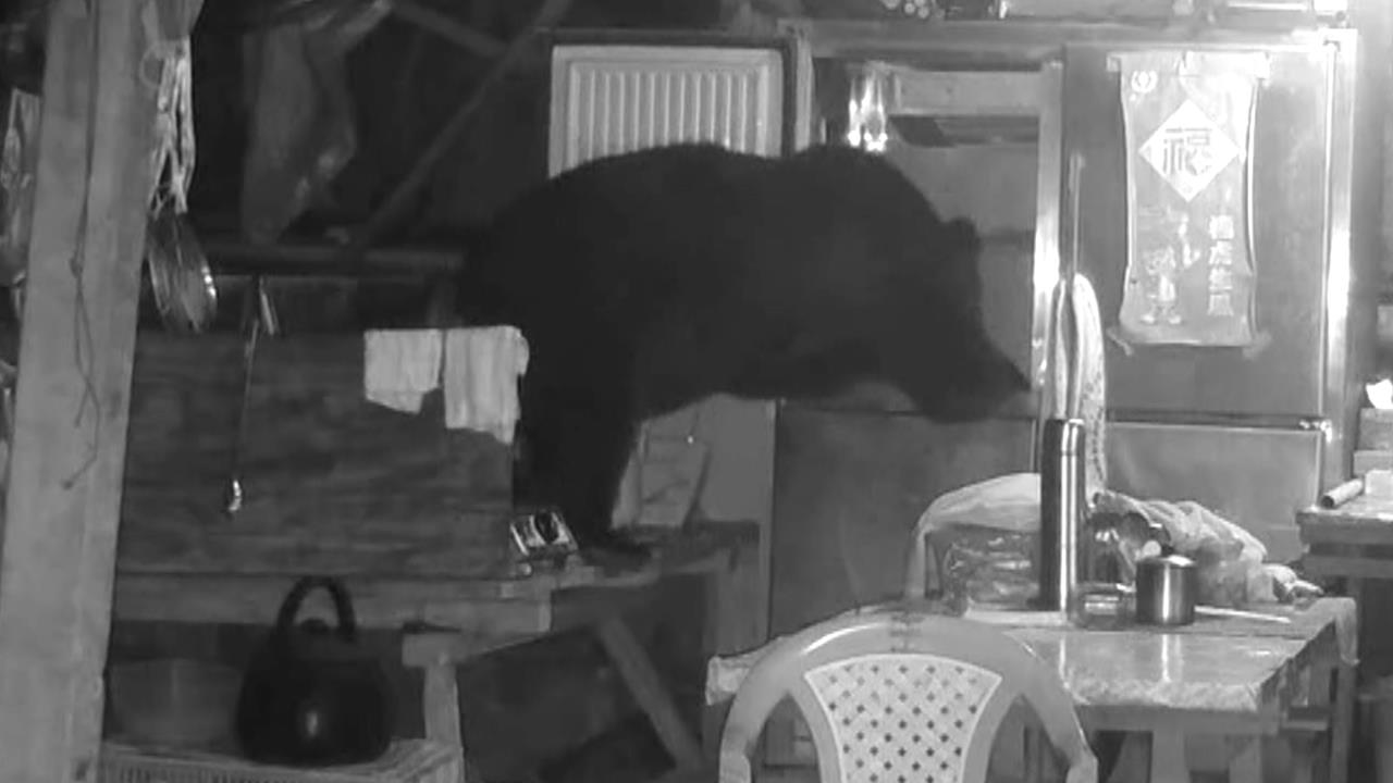 阿里山"黑熊出沒"! 連3天光顧工寮翻冰箱覓食