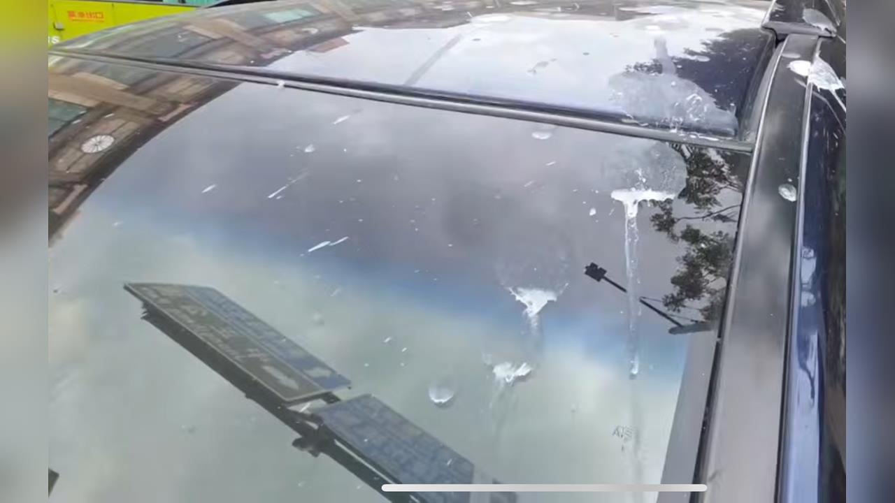 另類空襲警報!基隆鷺鷥繁殖季到 轎車布滿鳥糞