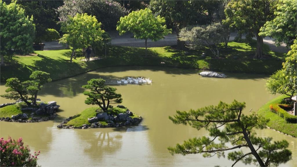 傳世景觀董座「祕密花園」　北斗祕境白鵝悠游如世外桃源