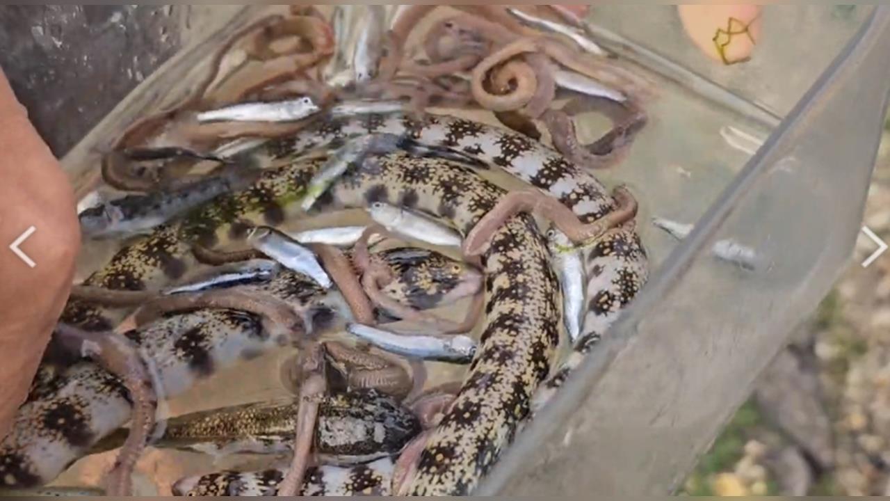 新北貢寮「潮間帶遭下毒」 大量魚群暴斃.海水飄怪味