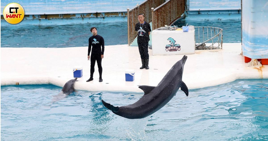 樂園成監獄2/五成早夭!野柳海洋世界又違法繁殖 母子3海豚困小池如囚犯