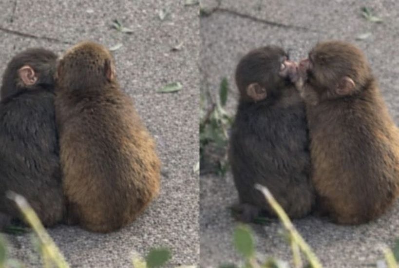 小獼猴也脫單？Panchi甜吻正妹猴　網：猴子都比我強