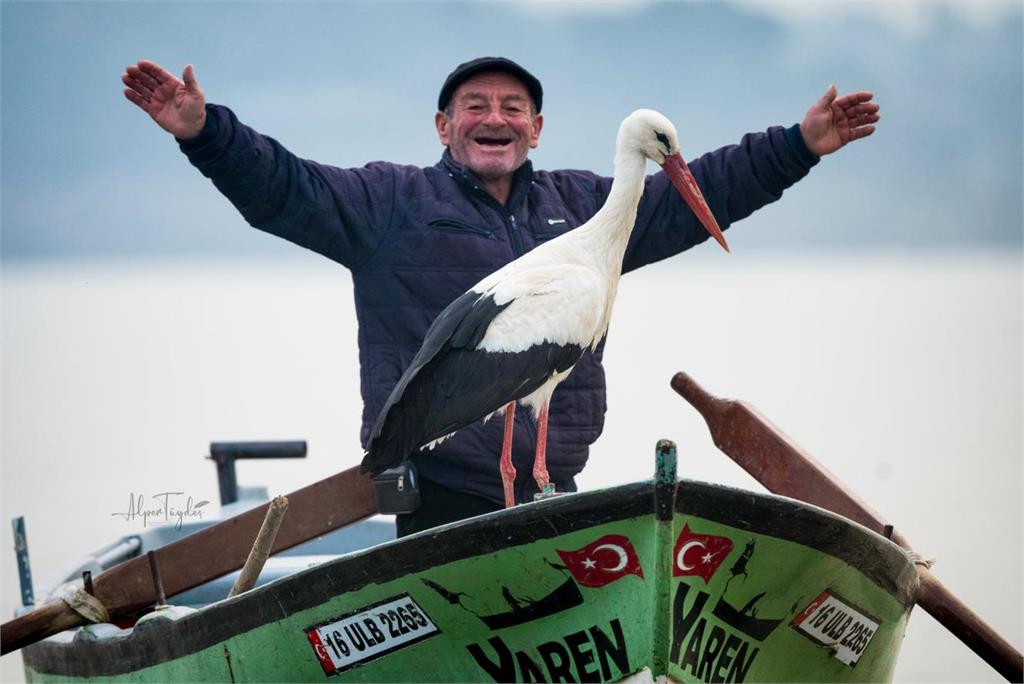 大白鸛「探親」土耳其老漁民13年不間斷！老人笑喊：是我活著的動力