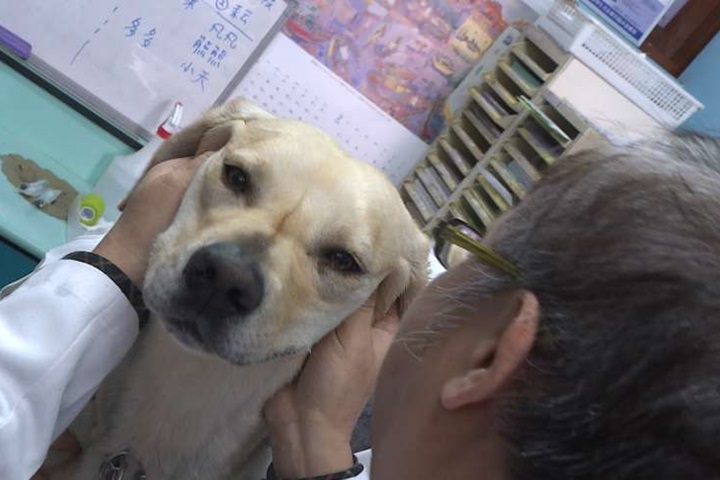 搜救犬「鐵雄」跛腳了 靜養中等「相親」