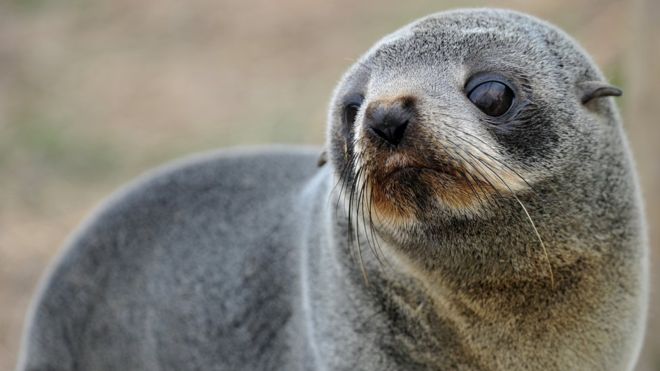 殘忍！六隻小海狗遭斷頭 棄屍紐西蘭海灣