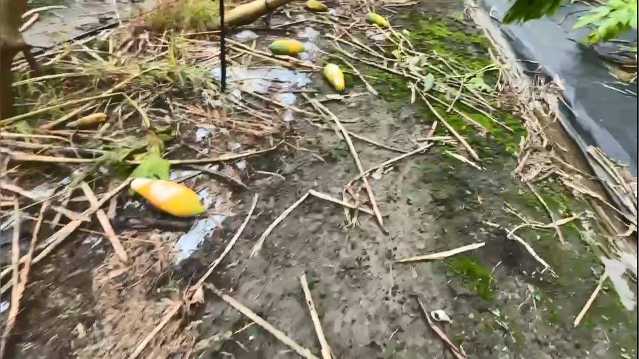 豪雨無情摧殘屏東農田　瓜農心血全泡湯　損失飆破2800萬