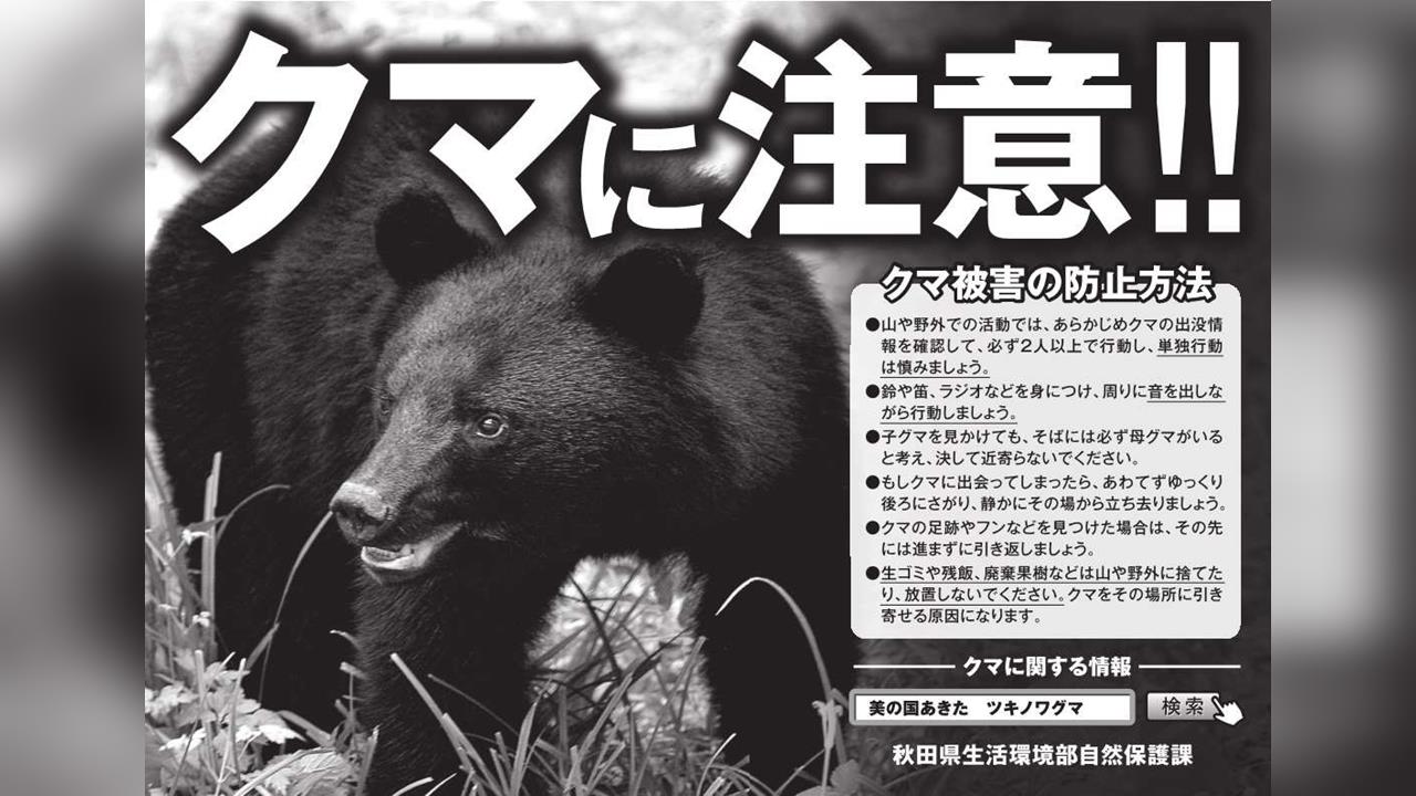 熊害重災區! 秋田再傳死傷事件 自衛隊明起出動獵捕