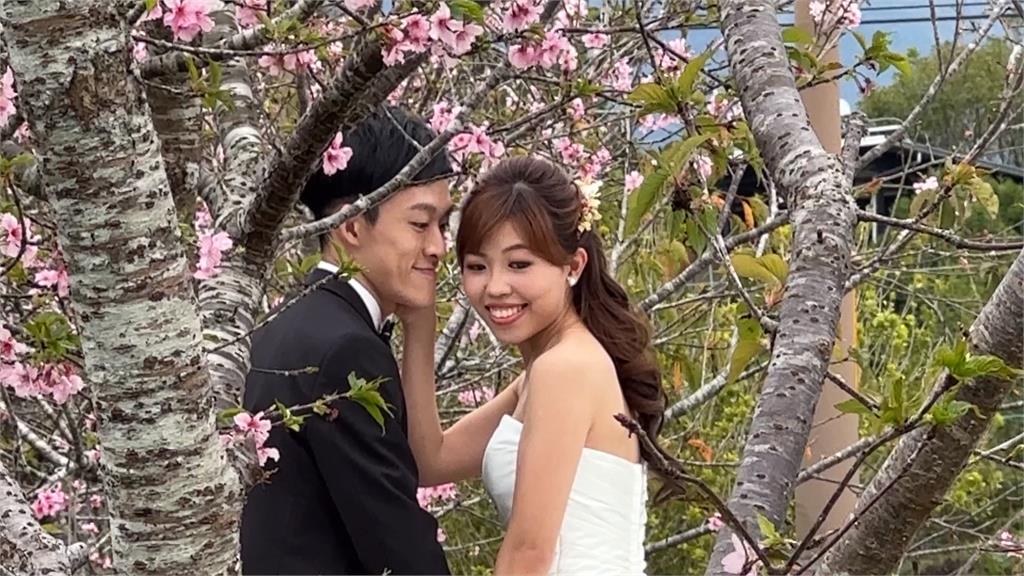 石馬公園河津櫻「年開兩次花」　新加坡新人拍婚紗取景