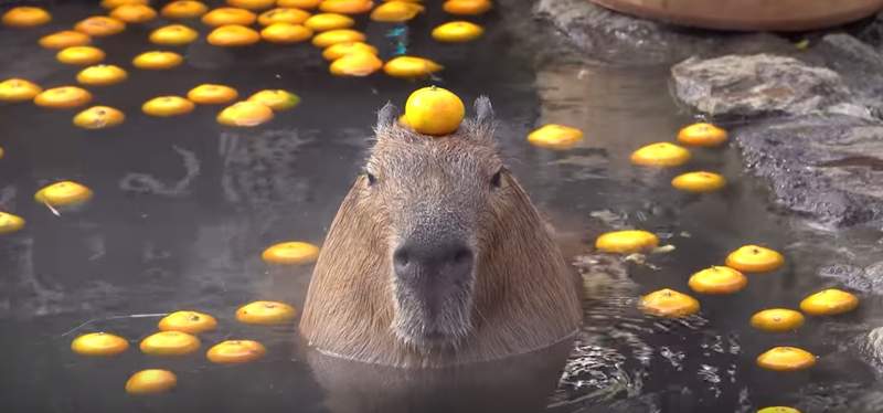 《水豚頭頂橘子泡溫泉》日本伊豆仙人掌公園冬季限定活動，看到這一幕代表很幸運ღ