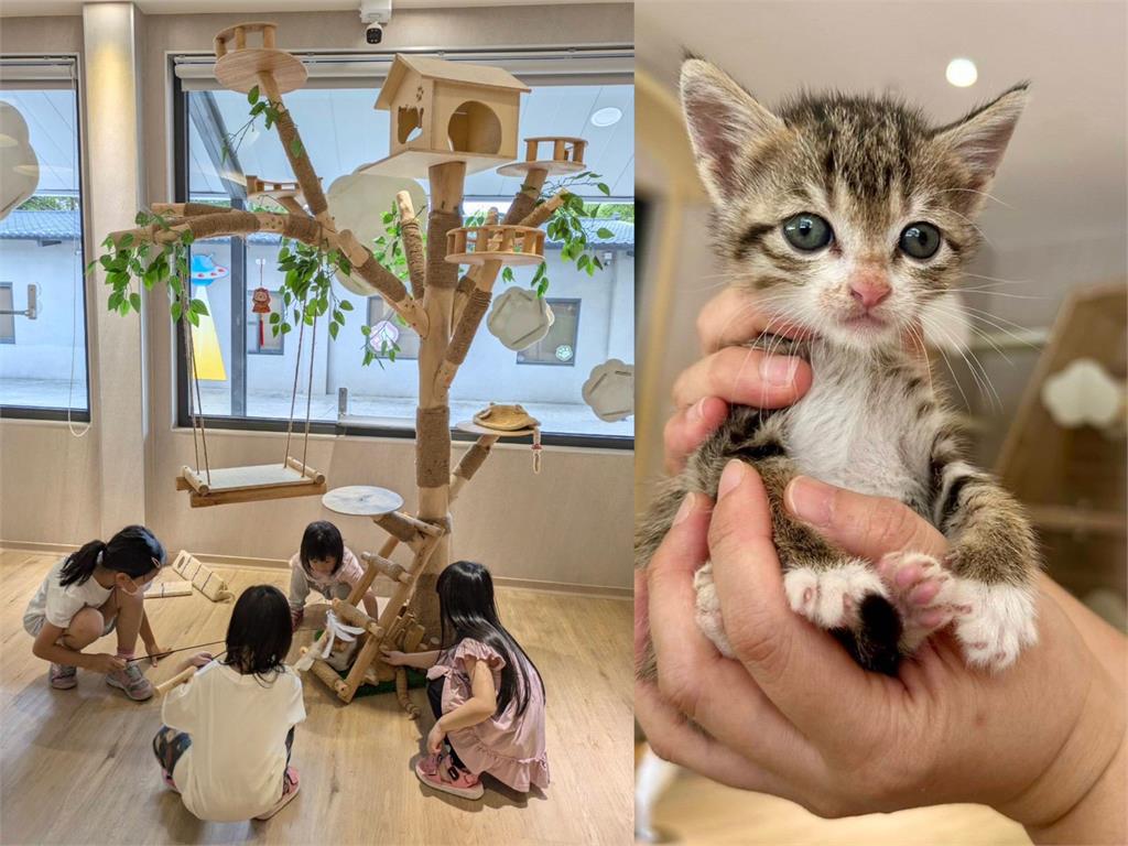貓前5個關鍵準備！桃園動保處：多互動、快健檢、早接種