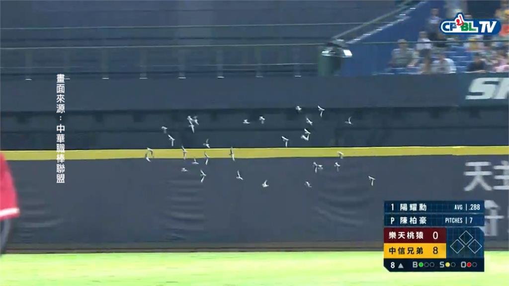 球賽正精采 飛來不速之客 群鳥低空盤旋