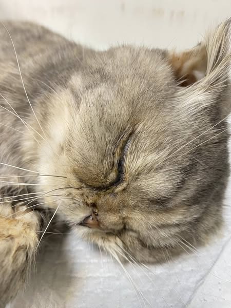 飼主控蘇澳寵物旅館照護疏失　一月內五貓三狗生病死亡
