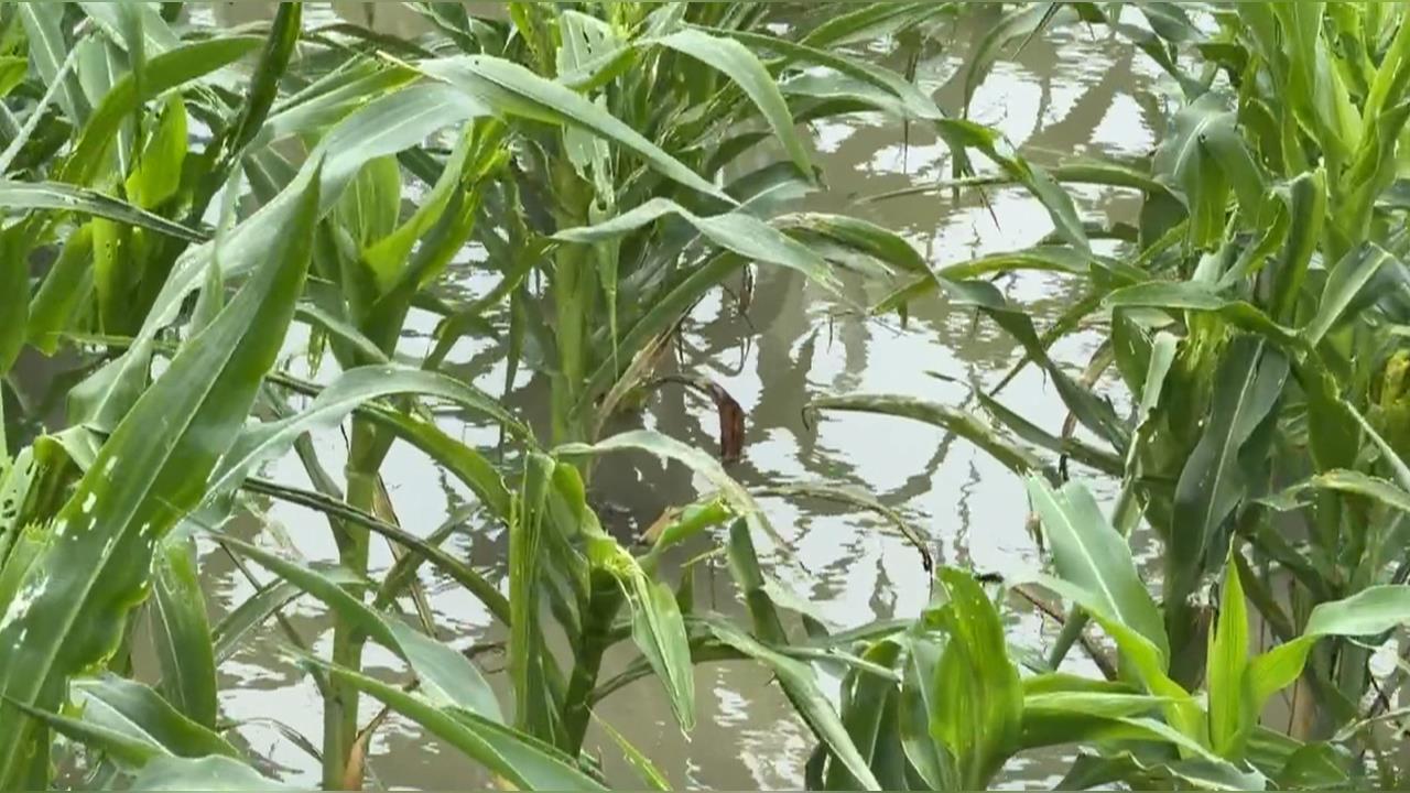 豪雨重創農作物！玉米倒地、水淹杭菊　紅棗恐裂開無法收成
