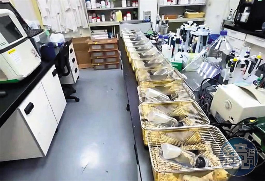 國光生技爆鼠亂1／逾百隻老鼠臭翻整棟樓　員工見驚悚景象超傻眼