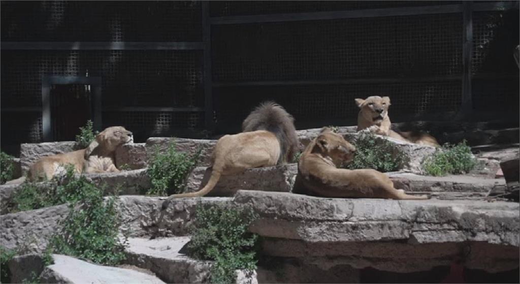 西班牙動物園4頭獅子染疫 大型貓科確診第二起