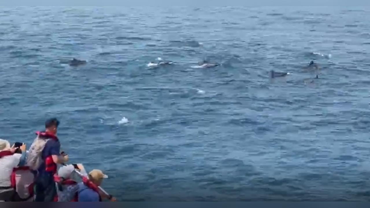 快新聞／花蓮賞鯨驚見浮屍　疑日前台東落海釣客