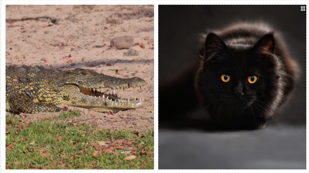 黑貓偷跑出門「叼回整顆鱷魚頭」！超猛戰利品「滿嘴尖齒」飼主嚇瘋