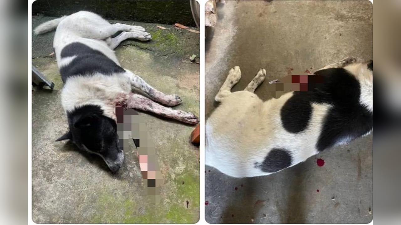 快新聞／苗栗三義驚傳弓箭射狗！犬遭貫穿一死一傷　警成立專案小組追緝