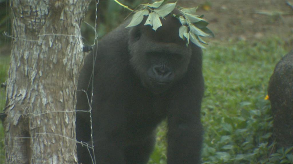 歡喜迎接2022！ 動物園送金剛猩猩.大象新年賀禮