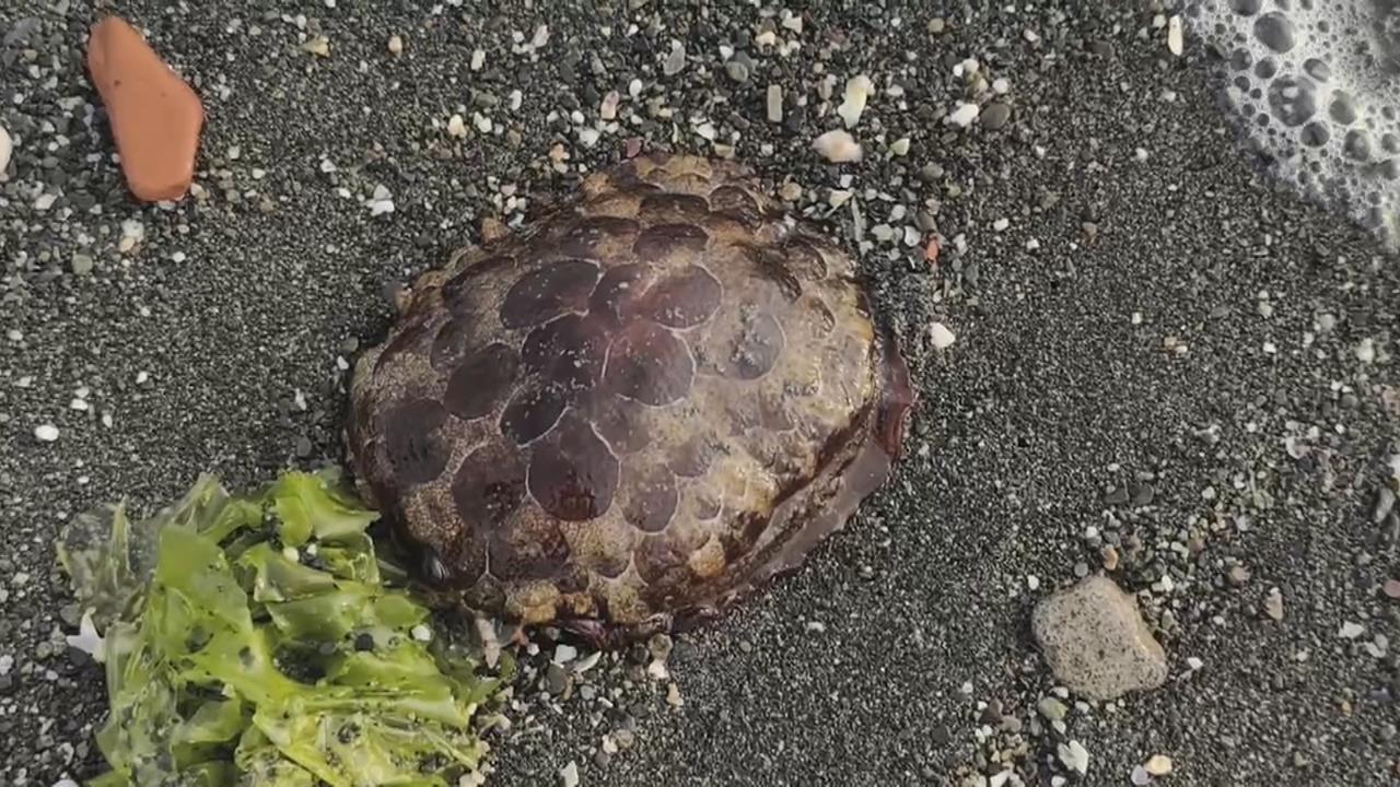林園海灘驚見"移動紅龜粿"！　含毒性海蛞蝓首現蹤