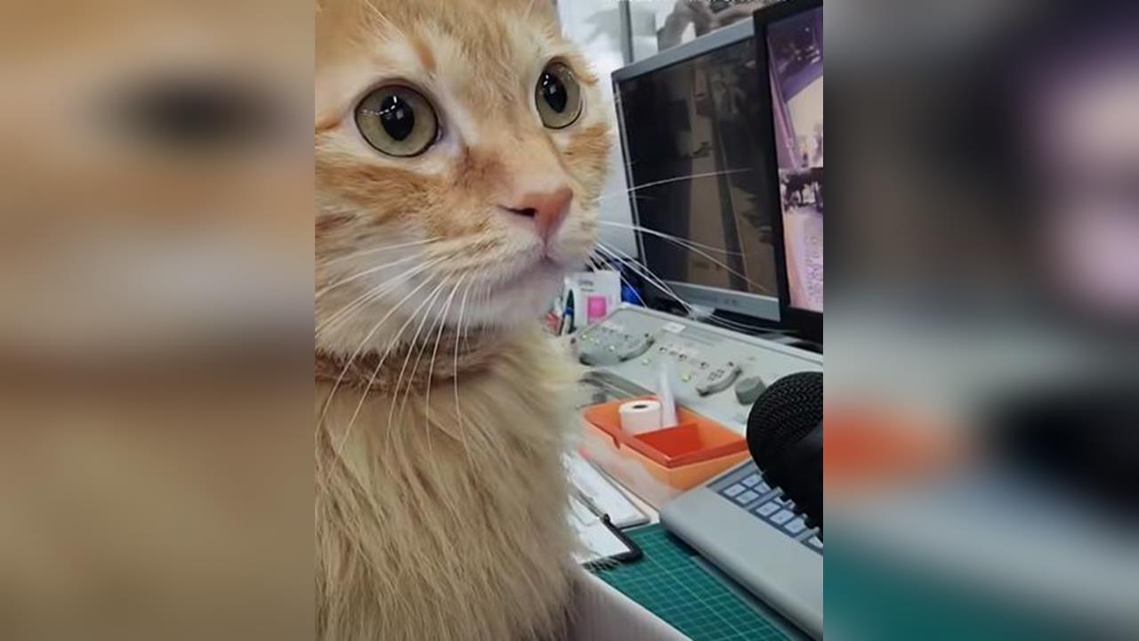 快新聞／高雄捷運滿是貓叫聲！蜜柑生日驚喜登場　進出站就聽到療癒「喵聲」