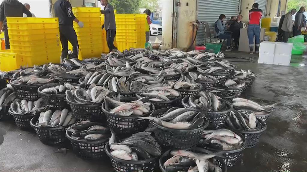 「聯春滿號」捕獲一萬尾烏魚　烏金大豐收！漁民返港滿面笑容