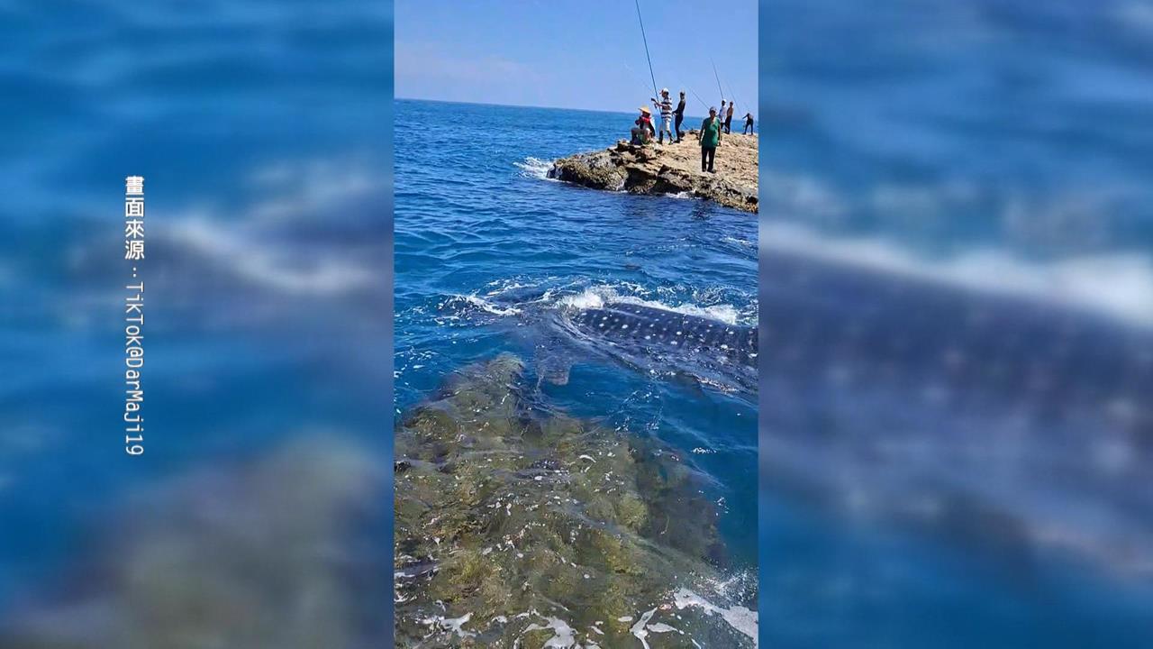 釣客赴瑞芳鼻頭角礁岩旁釣魚　赫見母子鯨鯊游過