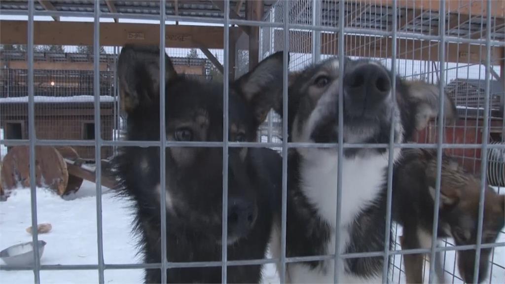 芬蘭觀光功臣哈士奇 4000隻狗狗誰來照顧？